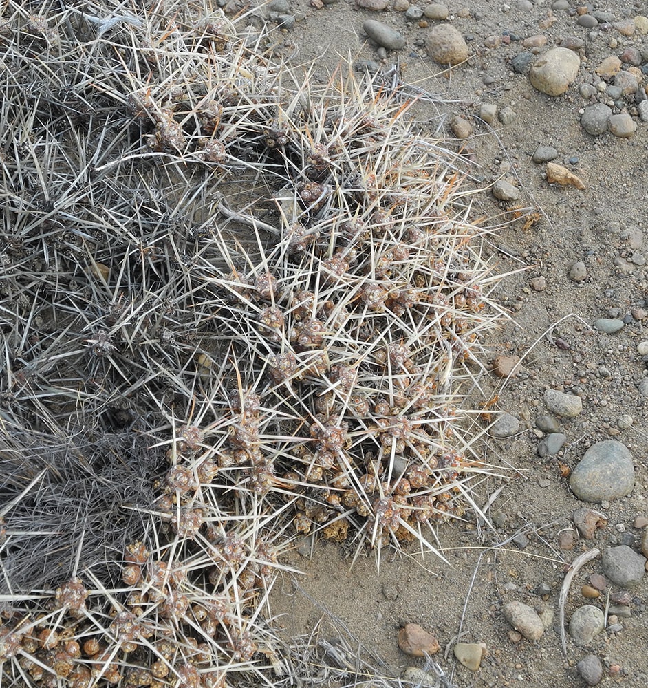 Image of Maihuenia patagonica specimen.