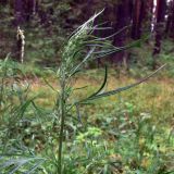 Artemisia vulgaris