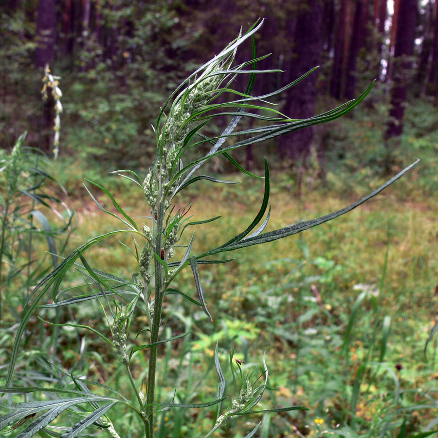 Image of Artemisia vulgaris specimen.