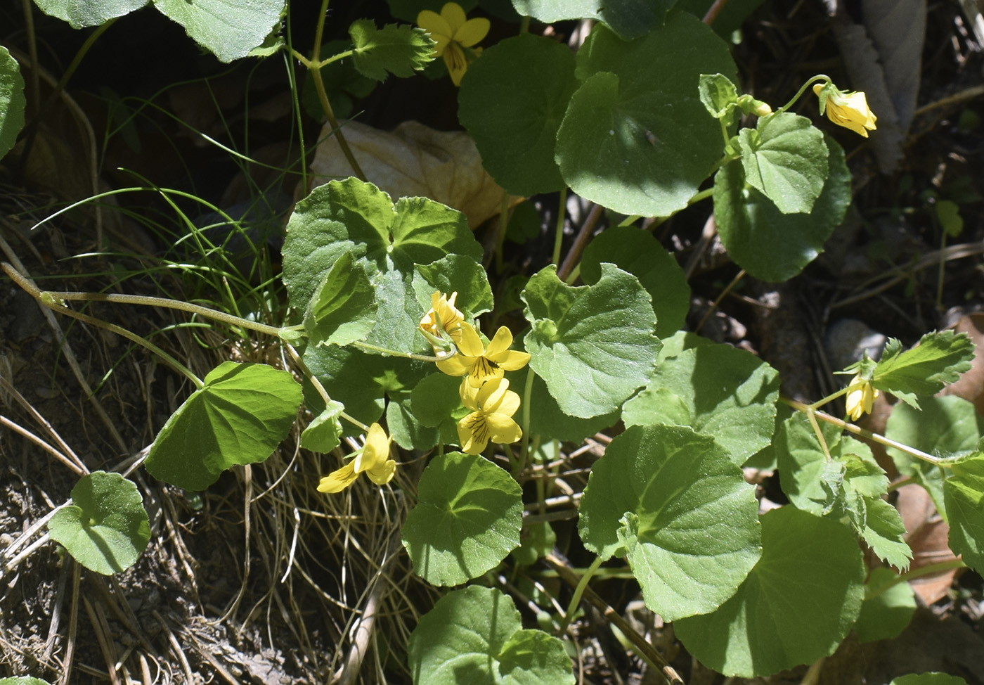 Image of Viola biflora specimen.