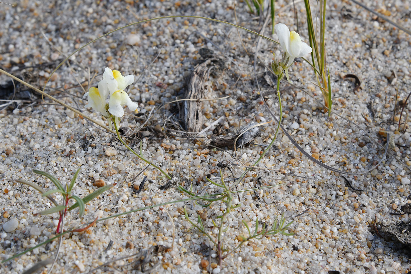 Изображение особи Linaria buriatica.