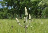 Scorzonera albicaulis