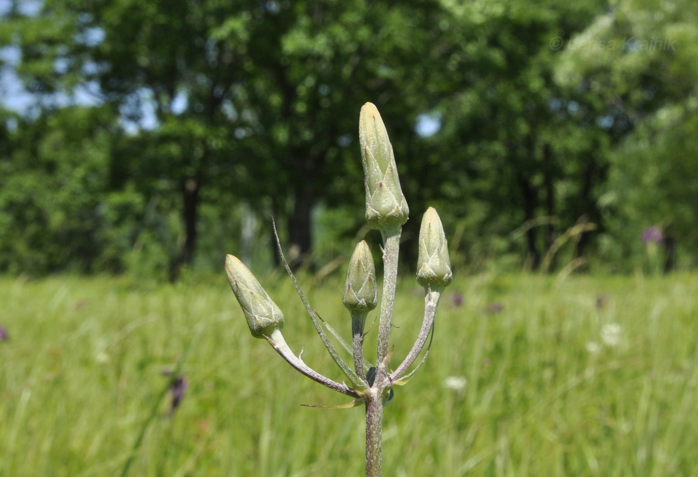 Изображение особи Scorzonera albicaulis.