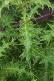 genus Cirsium