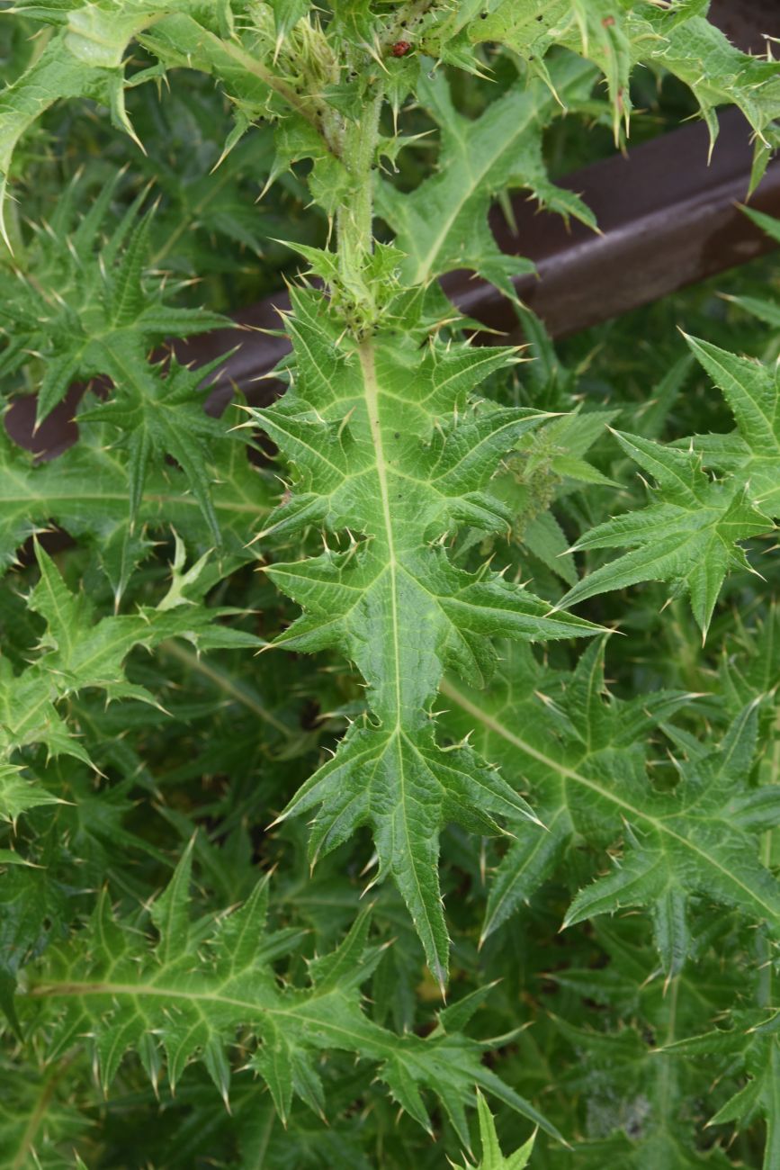 Image of genus Cirsium specimen.