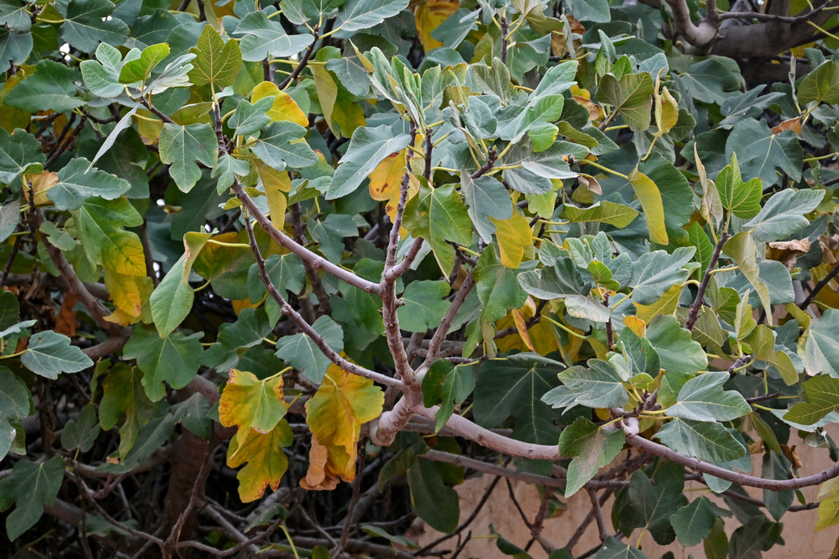 Image of Ficus carica specimen.