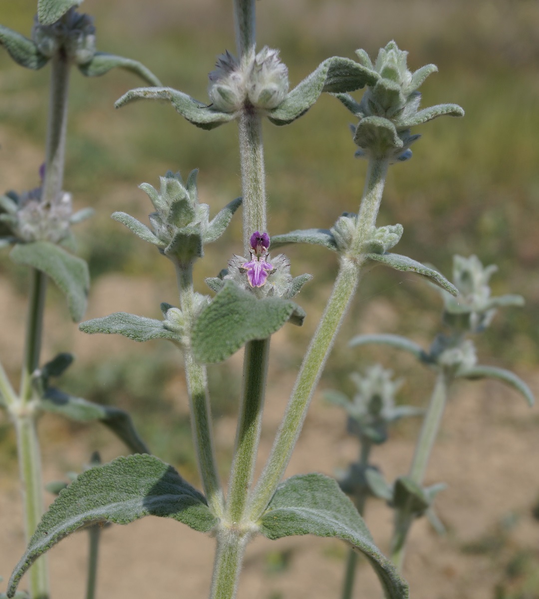 Image of Stachys cretica specimen.