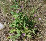 род Centaurea