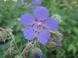 Geranium pratense. Цветок. Москва, берег р. Сходня. 10.07.2008.