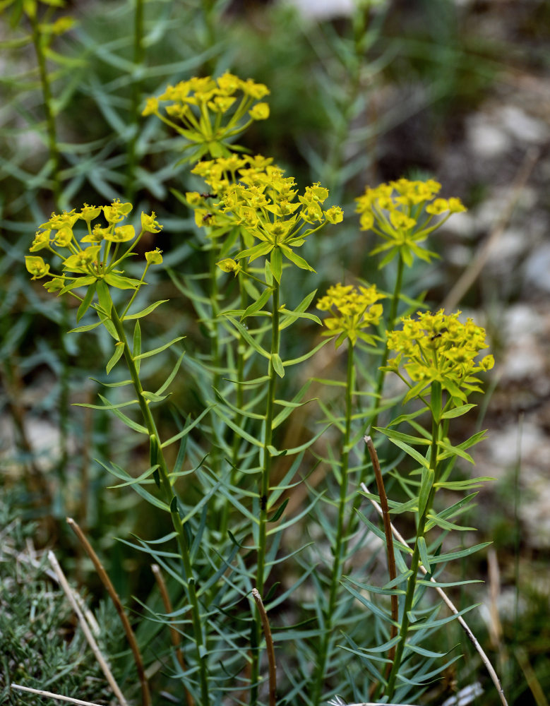 Изображение особи Euphorbia orientalis.