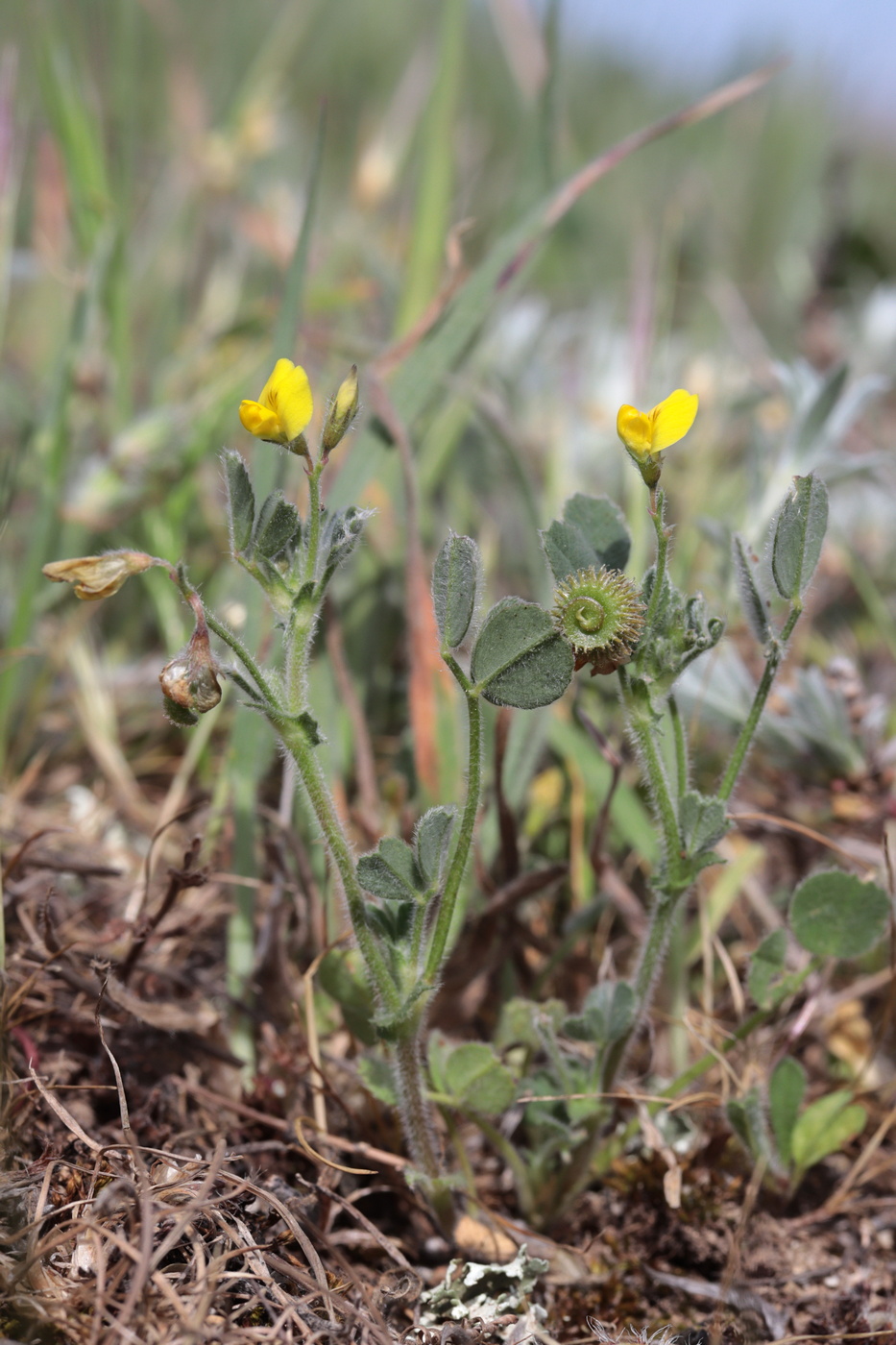 Image of Medicago disciformis specimen.