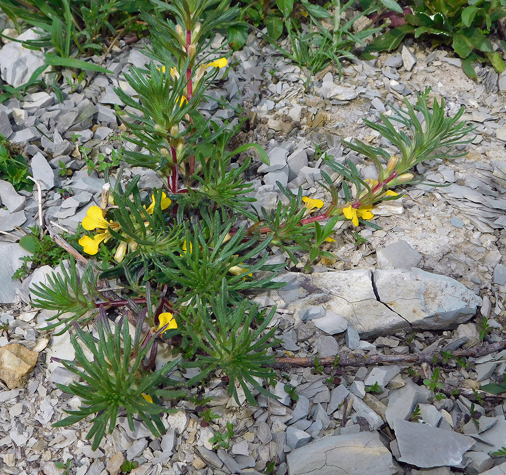 Image of Ajuga chia specimen.
