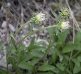 Aster alpinus