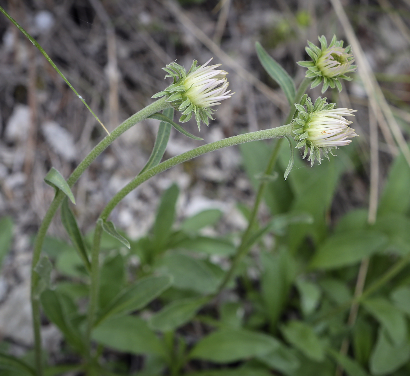 Image of Aster alpinus specimen.