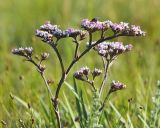 Goniolimon speciosum. Соцветие с цветками, плодами и мухой. Забайкальский край, Даурский заповедник, Торейские озёра, древний береговой вал оз. Зун-Торей, злаково-разнотравная сухая степь. 25.06.2022.