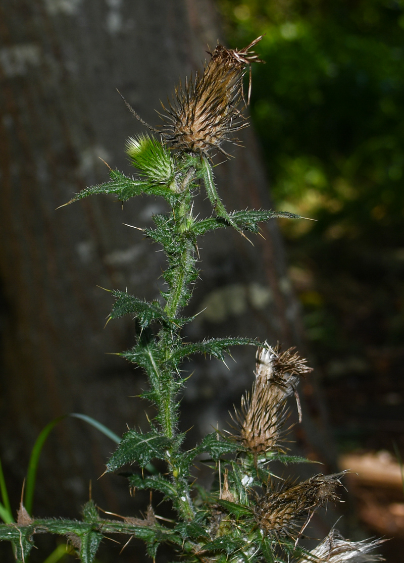 Изображение особи Cirsium vulgare.