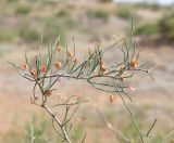 Calligonum leucocladum. Ветвь плодоносящего растения. Узбекистан, Ферганская обл., Язъяванский р-н, Язъяванские пески, частично закреплённые дюны. 16 мая 2023 г.