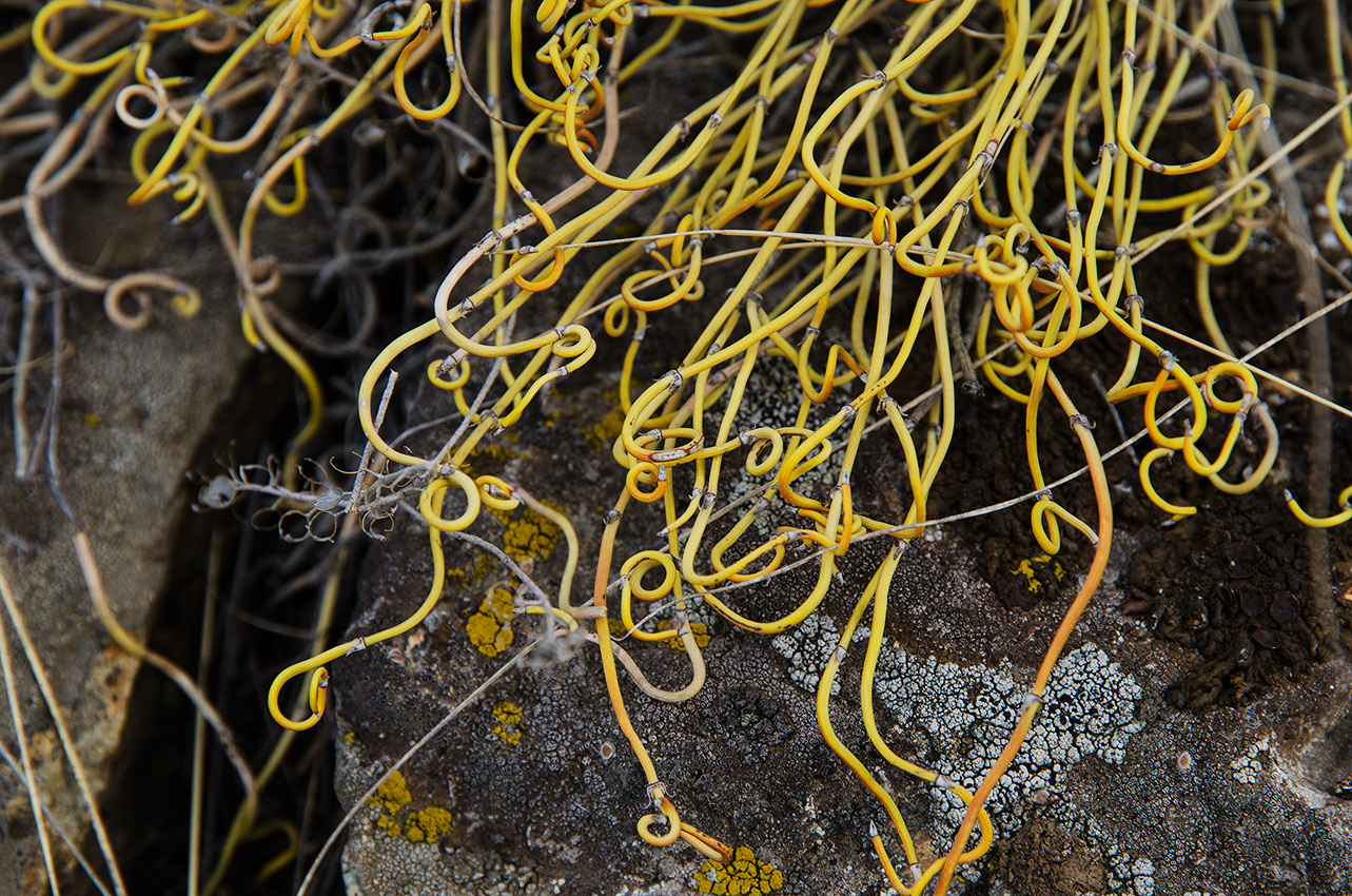 Image of Ephedra distachya specimen.