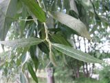Salix × lispoclados. Верхушка побега. Чувашия, Заволжье, д. Астраханка. 17.07.2010.