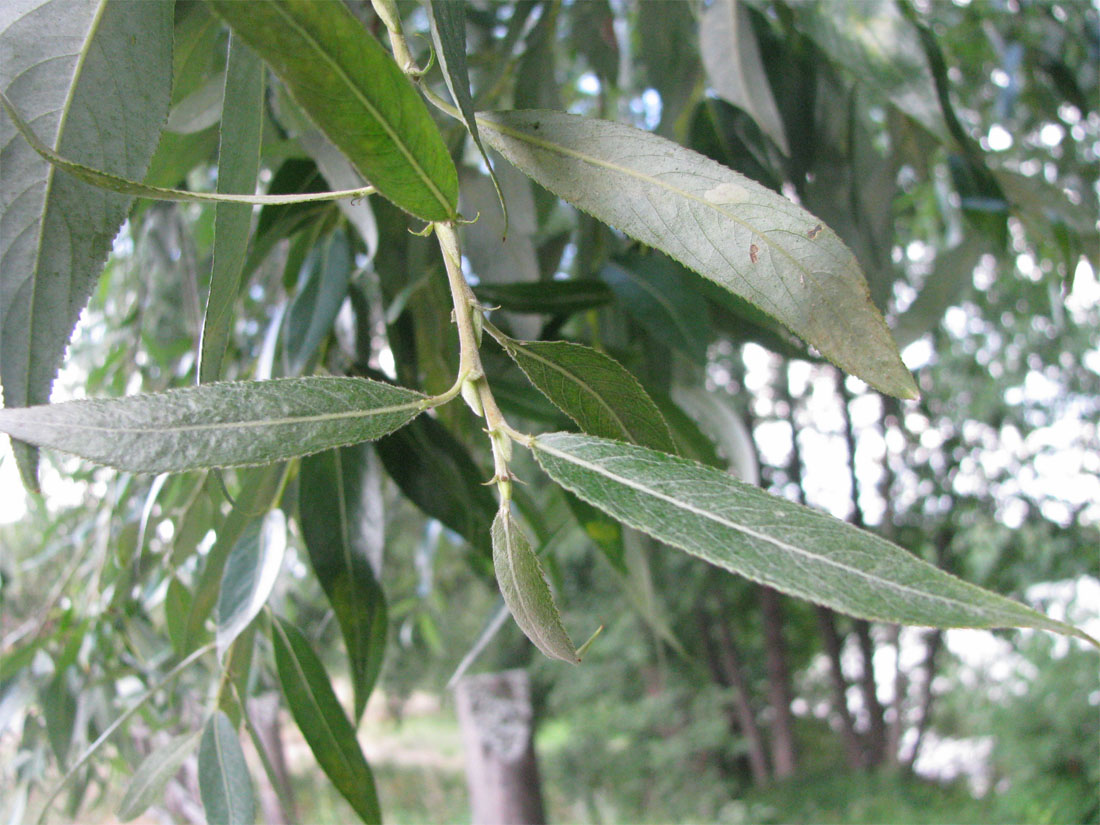 Image of Salix &times; lispoclados specimen.