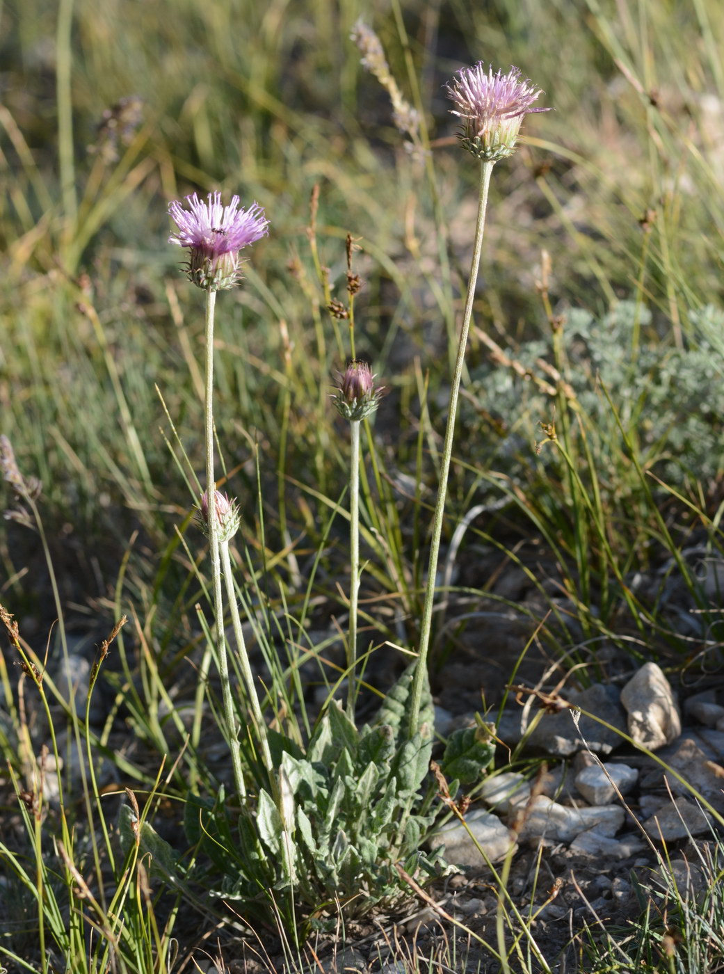 Image of Jurinea lanipes specimen.