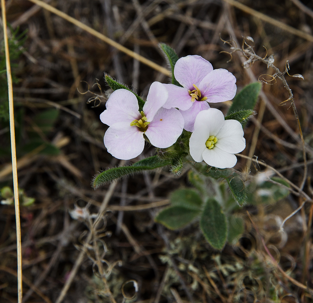 Image of Clausia aprica specimen.