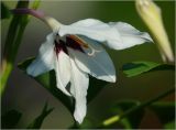 Gladiolus murielae