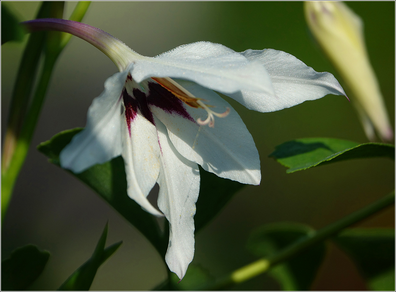 Image of Gladiolus murielae specimen.