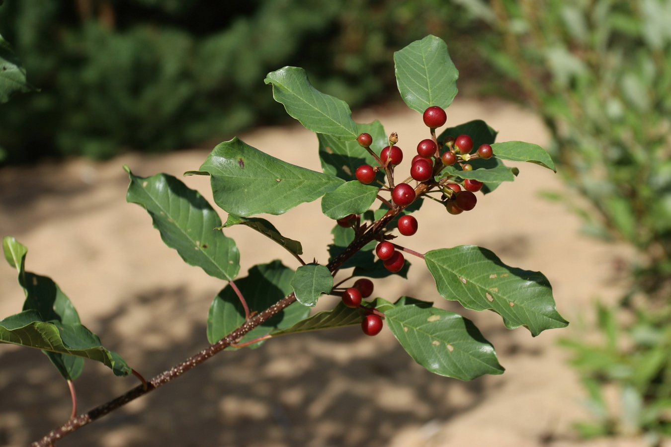 Image of Frangula alnus specimen.