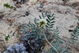 Astragalus olchonensis