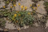 Anthemis marschalliana ssp. pectinata