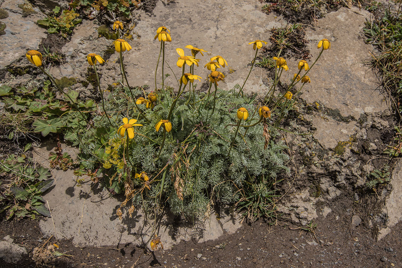 Image of Anthemis marschalliana ssp. pectinata specimen.