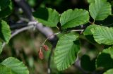 Duschekia fruticosa. Верхушка ветви с соплодиями. Красноярский край, Таймырский Долгано-Ненецкий р-н, плато Путорана, долина р. Кутарамакан, берег реки, у воды. 25.07.2023.