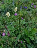 Cephalaria gigantea. Цветущее растение в сообществе с Psephellus и Delphinium. Чечня, Веденский р-н, ущелье р. Хулхулау, луговой склон. 25.07.2022.