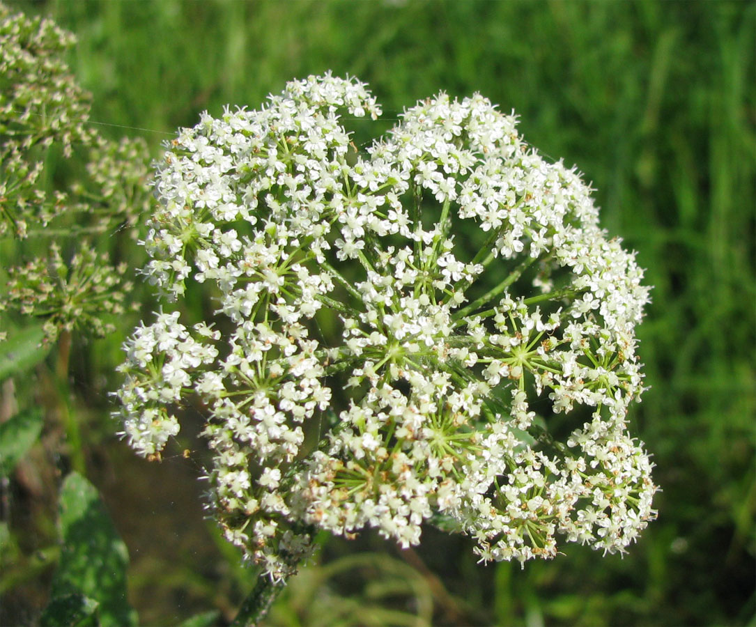 Изображение особи Sium latifolium.