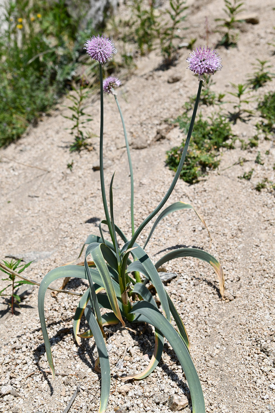 Image of Allium carolinianum specimen.