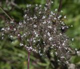 Valeriana officinalis. Боковая ветвь цветущего и плодоносящего соцветия (соплодия). Московская обл., Сергиево-Посадский р-н, окр. ж.-д. платформы Калистово, заросшая кустарником обочина полевой дороги. 27 августа 2023 г.