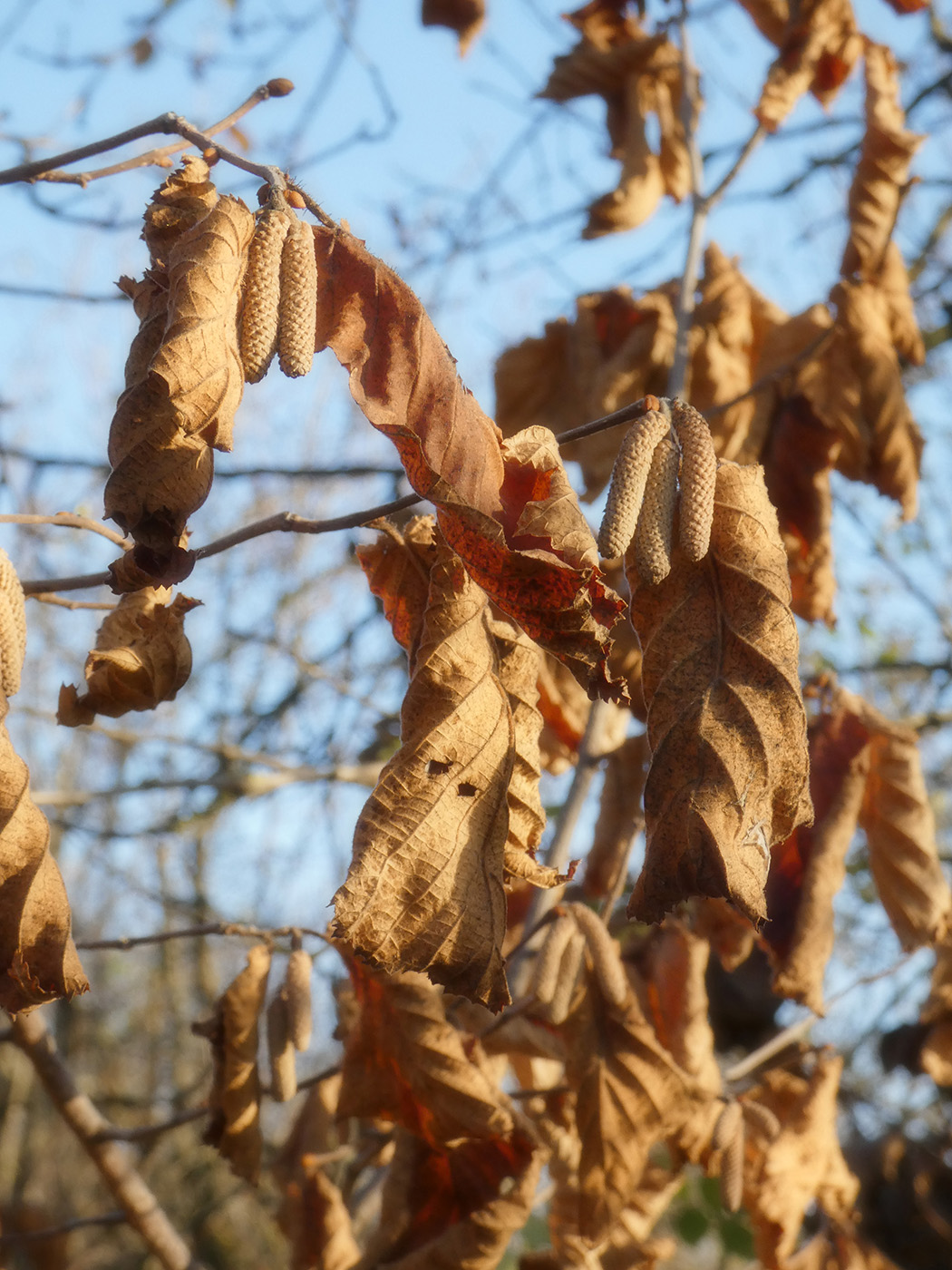 Изображение особи род Corylus.