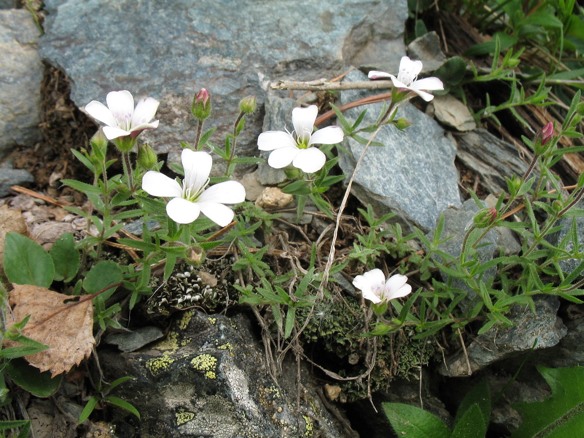 Image of Gypsophila sericea specimen.