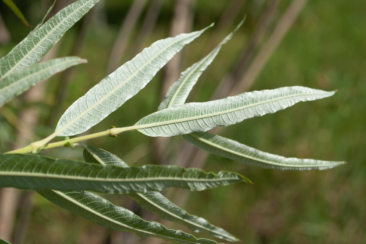 Image of Salix viminalis specimen.