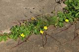 Potentilla anserina. Цветущее растение в сообществе с плодоносящим Juncus compressus. Великий Новгород, Торговая сторона, берег р. Волхов перед Ярославовым Дворищем, в щели между бетонными плитами набережной. 23.07.2023.