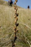 род Pedicularis