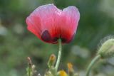 Papaver umbonatum. Верхушка побега с цветком необычного окраса. Израиль, г. Бат-Ям, высокий берег Средиземного моря. 16.03.2024.