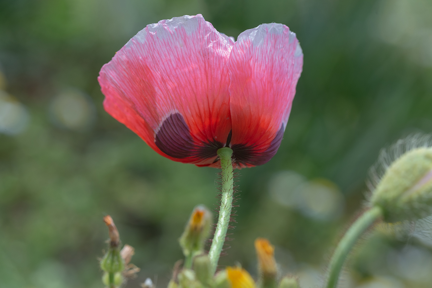 Изображение особи Papaver umbonatum.