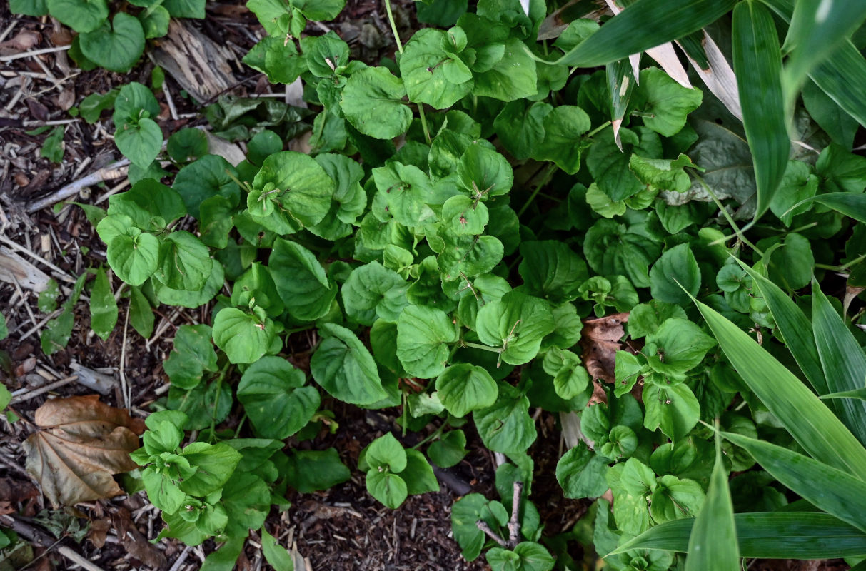 Изображение особи Viola acuminata.