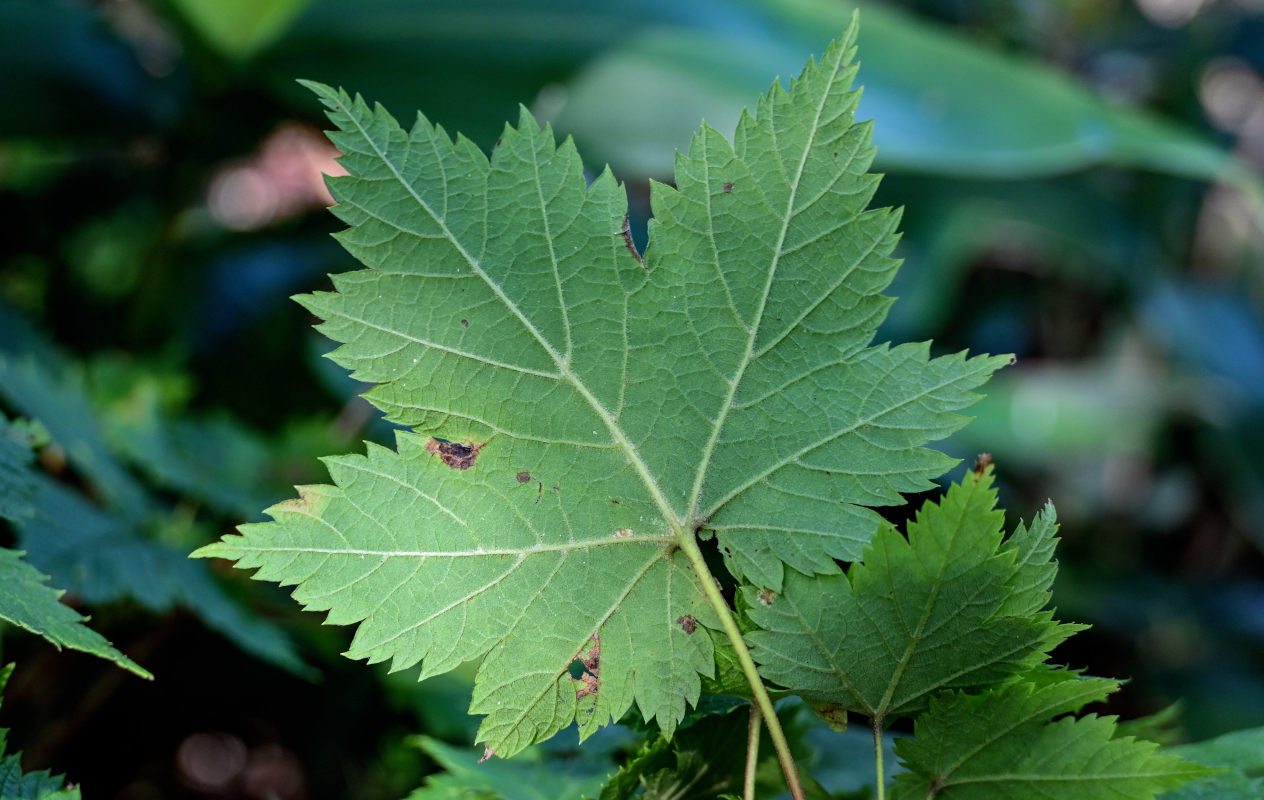 Image of Acer ukurunduense specimen.