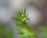 Sherardia arvensis. Соцветие. Краснодарский край, Крымский р-н, окр. станицы Неберджаевская, гора Вышка, ≈ 300 м н.у.м., задернованное скальное обнажение на склоне южной экспозиции. 29.04.2024.