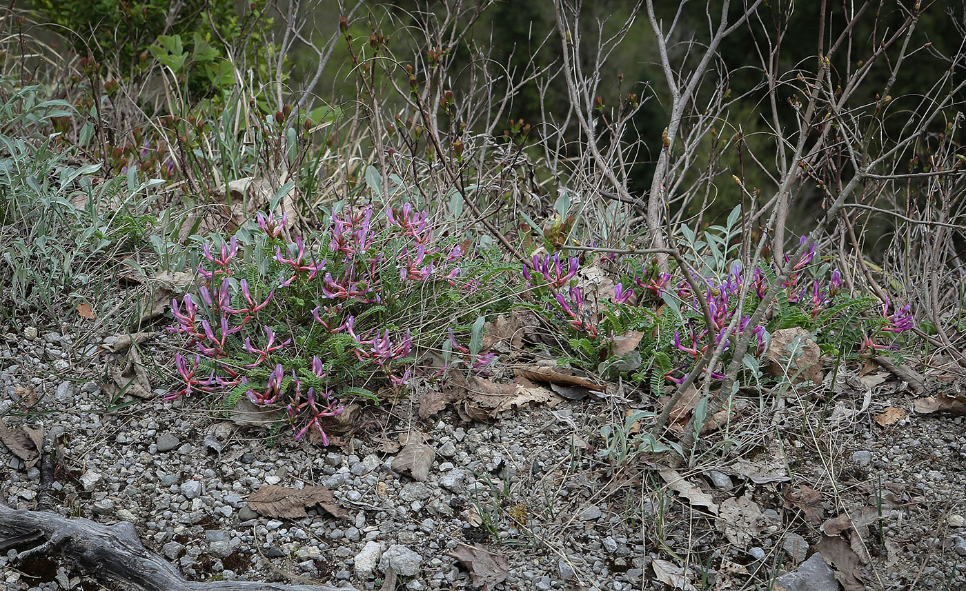 Изображение особи Astragalus humifusus.