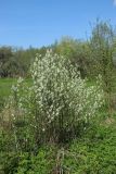 Amelanchier spicata. Цветущее растение. Беларусь, Витебская обл., пос. Езерище, частная усадьба, посадки фруктовых деревьев на краю огорода. 30.04.2024.