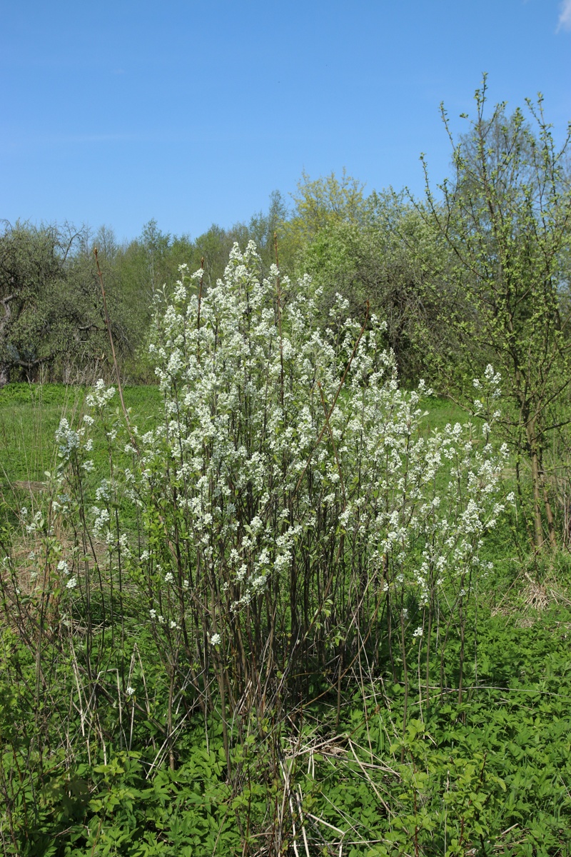 Image of Amelanchier spicata specimen.